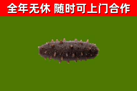 伽师县回收海参干